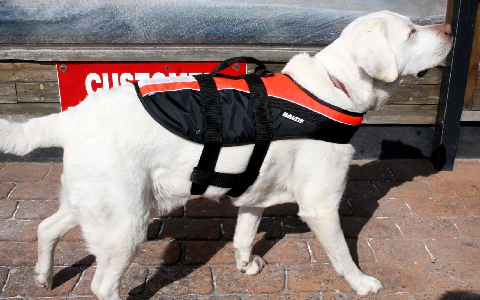 Baltic Dog Buoyancy aid